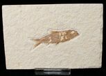 Bargain Knightia Fossil Fish - Wyoming #15983-1
